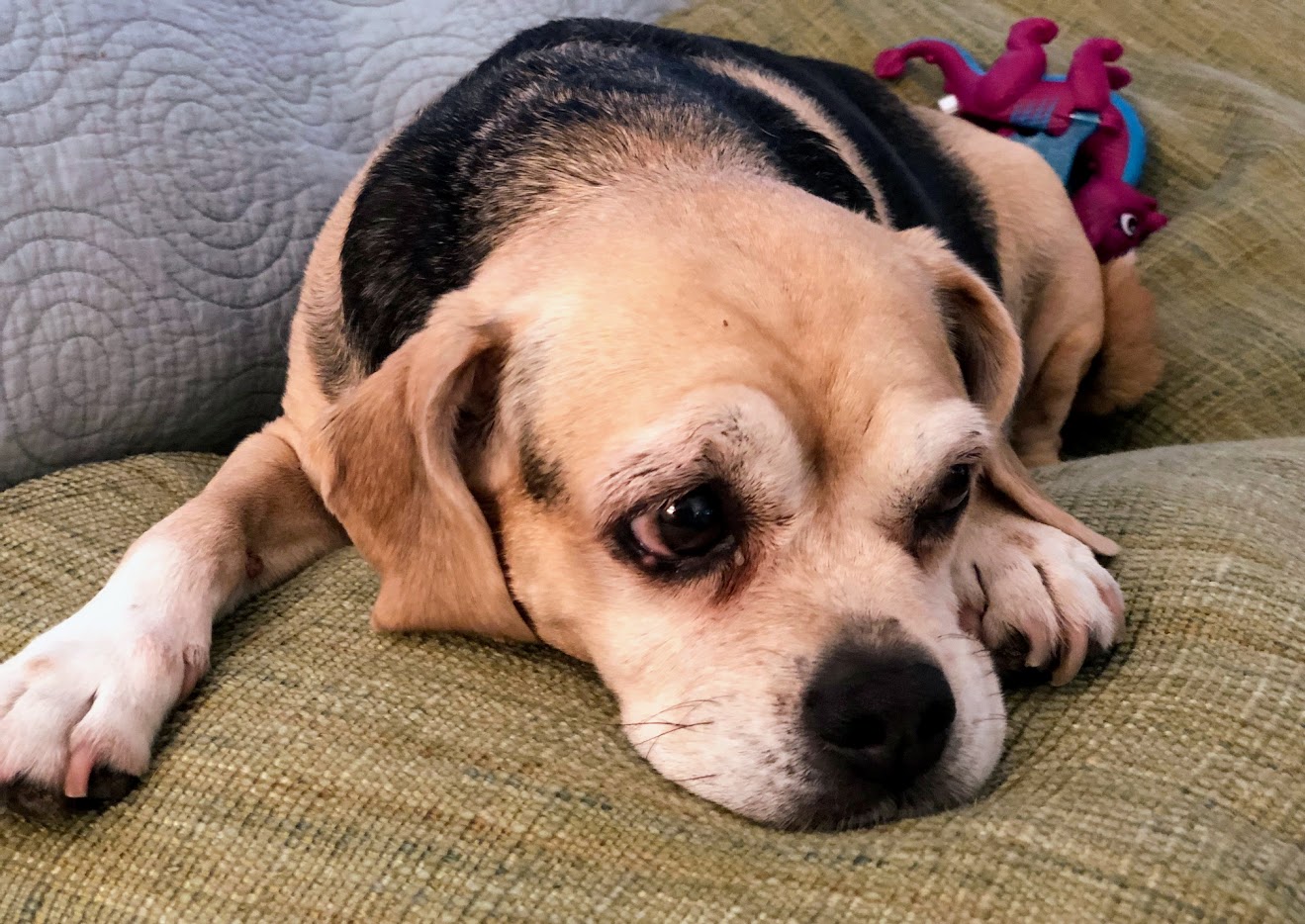 Penny, a small dog with tan and black fur, resting her head on a couch cushion, looking relaxed.